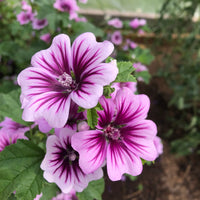 Mallow