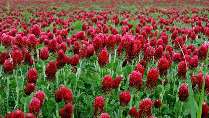 Trèfle rouge